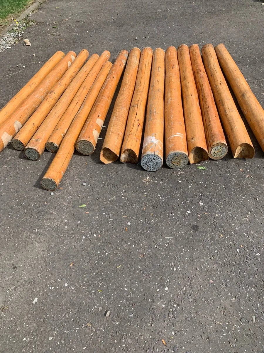 Cedar logs - Image 3