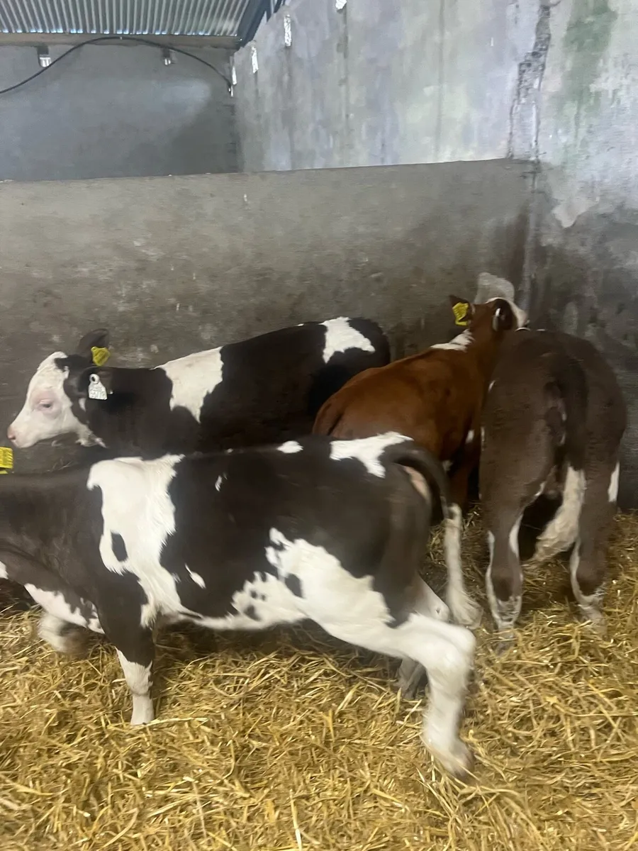 Sim heifer runners for sale - Image 1