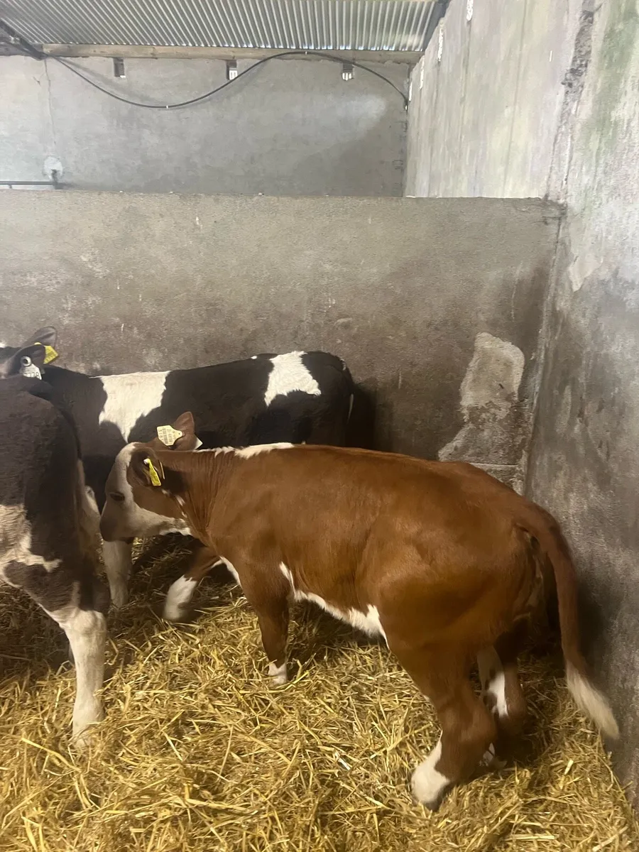 Sim heifer runners for sale - Image 2
