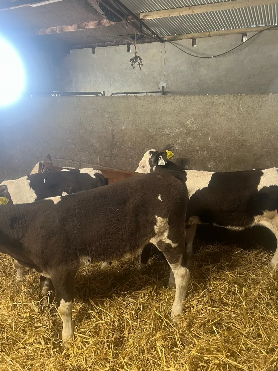 Sim heifer runners for sale - Image 3