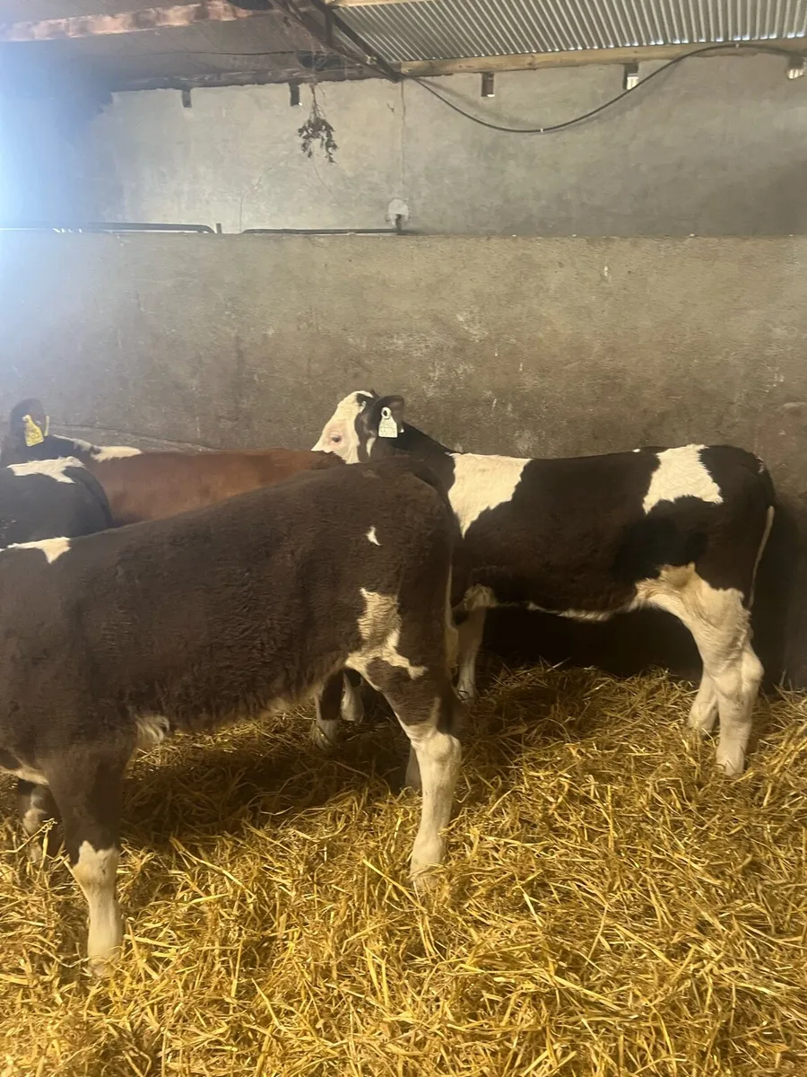 Sim heifer runners for sale - Image 4