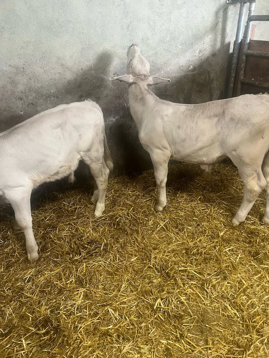 Char bull runners for sale - Image 1