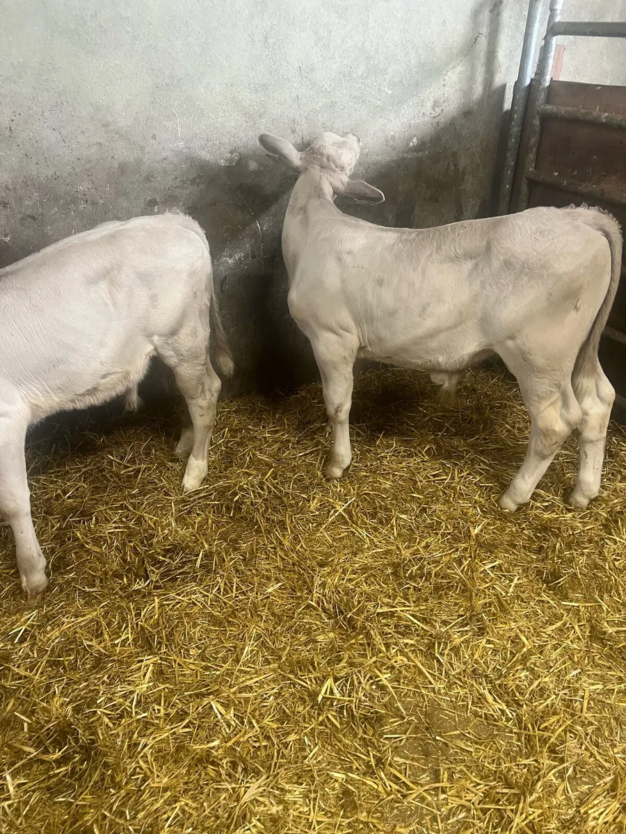 Char bull runners for sale - Image 2