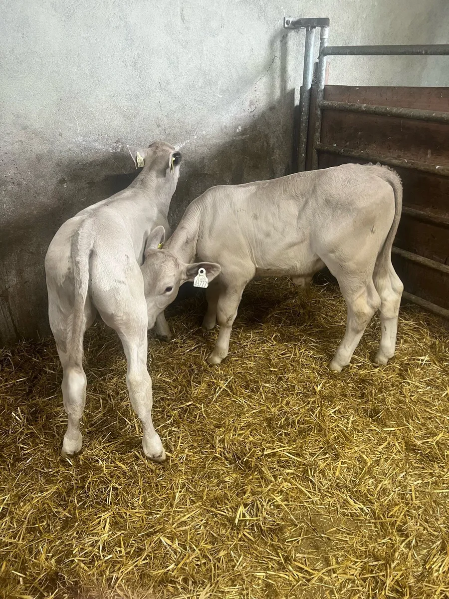 Char bull runners for sale - Image 3