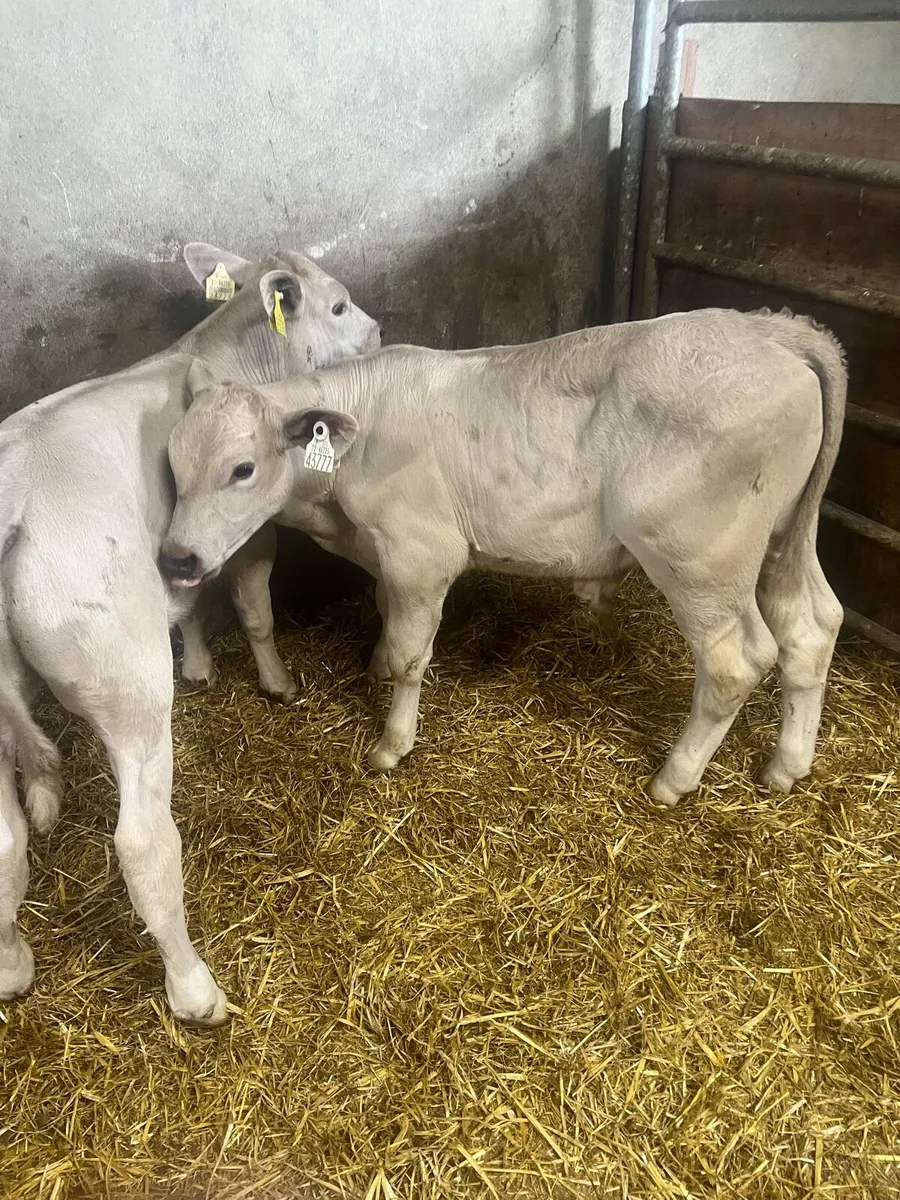 Char bull runners for sale - Image 4