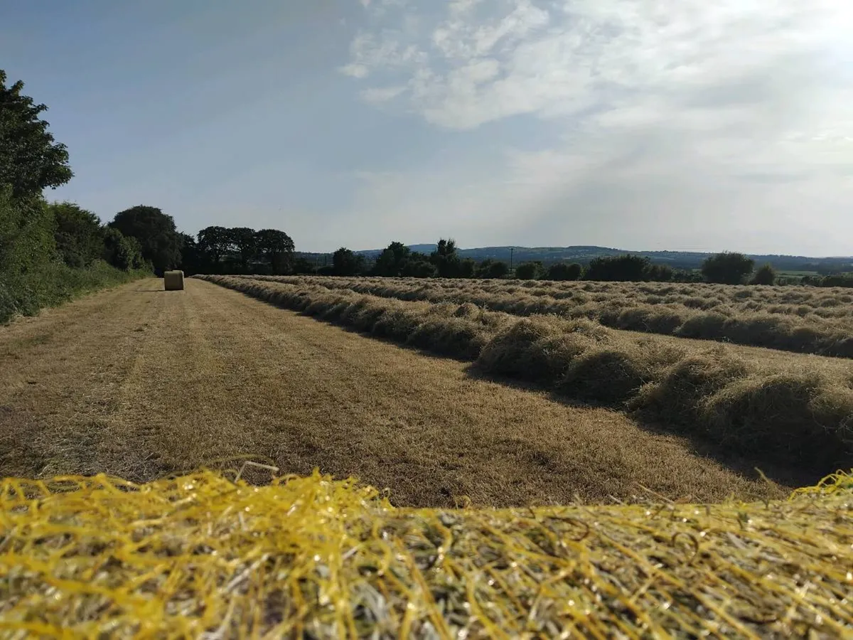Hay / Haylage / Silage - Image 2