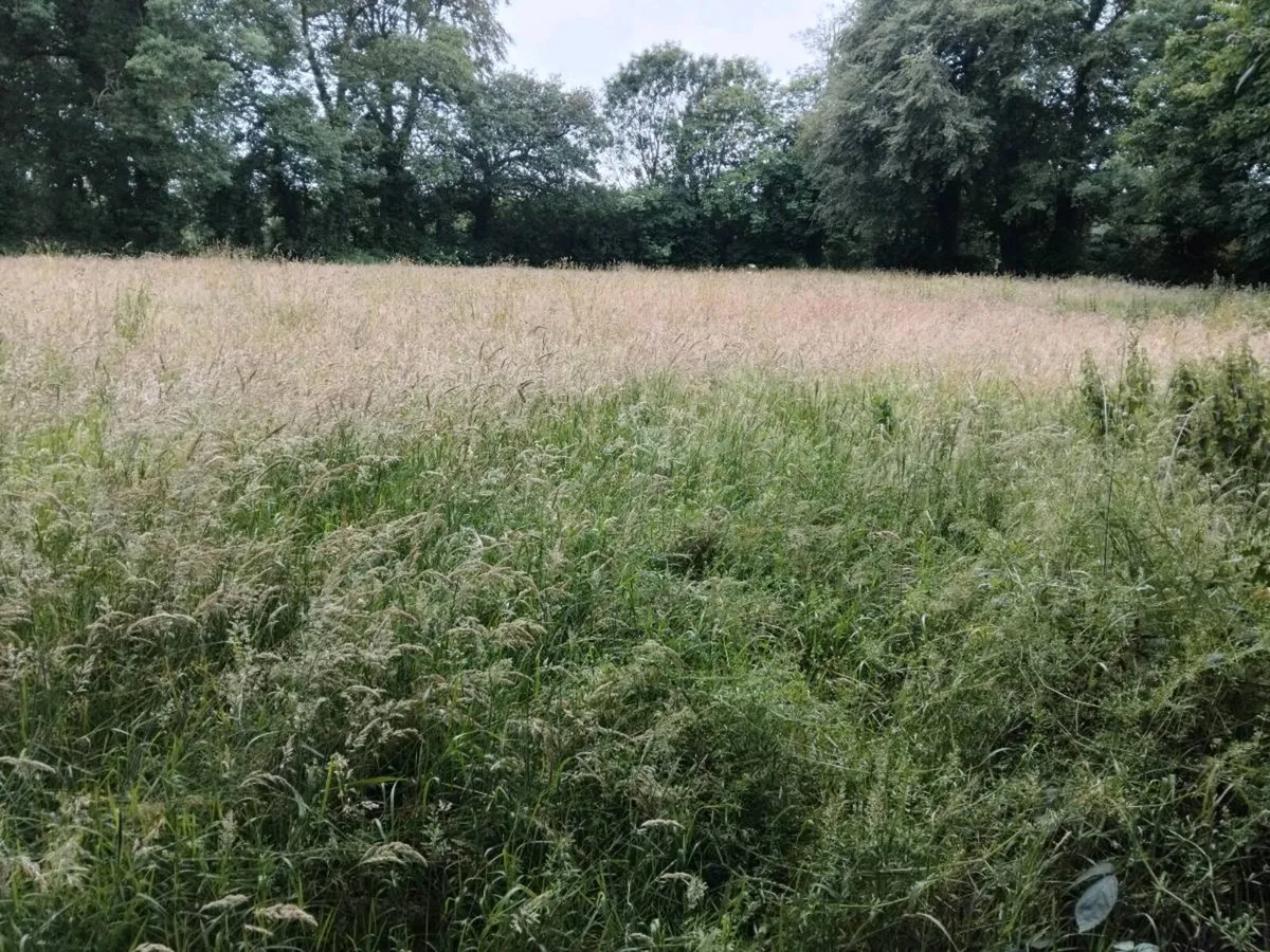 Hay / Haylage / Silage - Image 4