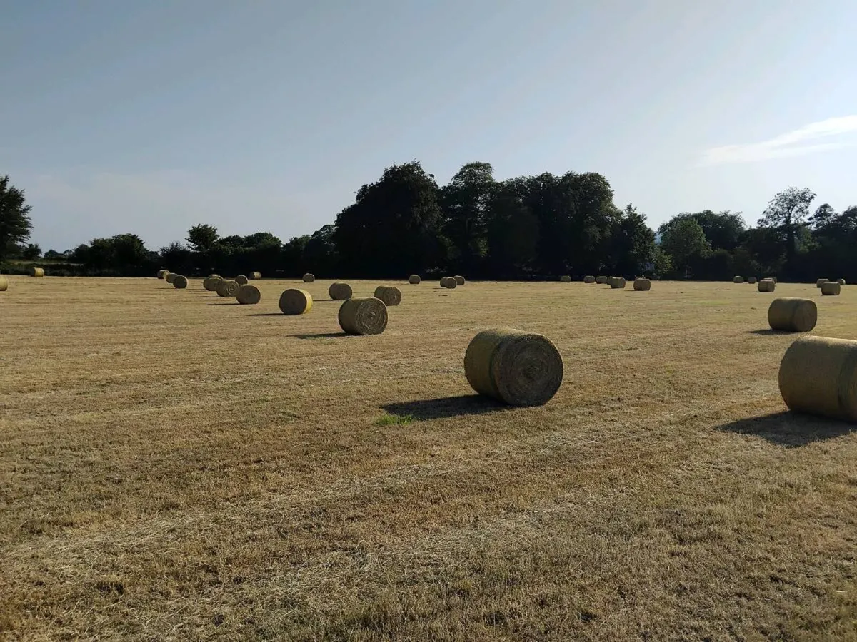 Hay / Haylage / Silage - Image 1