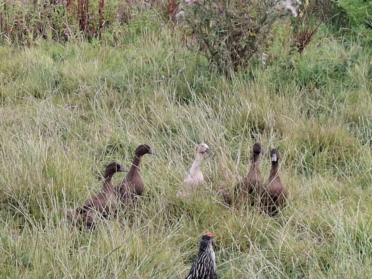 Ducks - Image 1