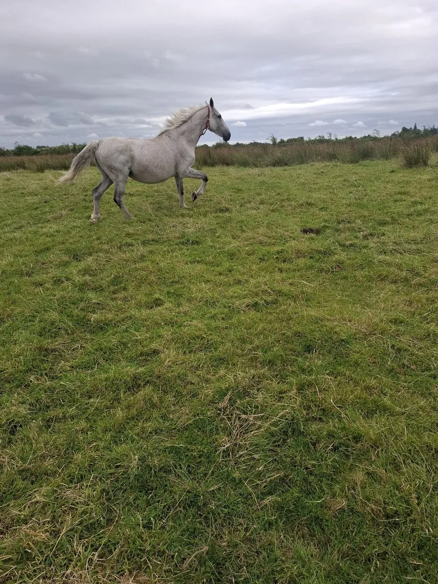 Infoal Breeding Mare - Image 1