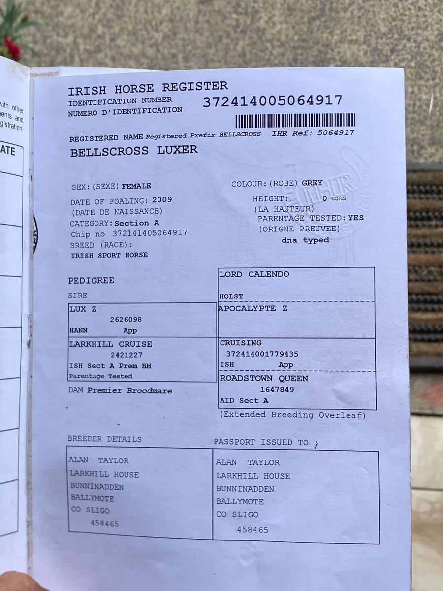 Infoal Breeding Mare - Image 2