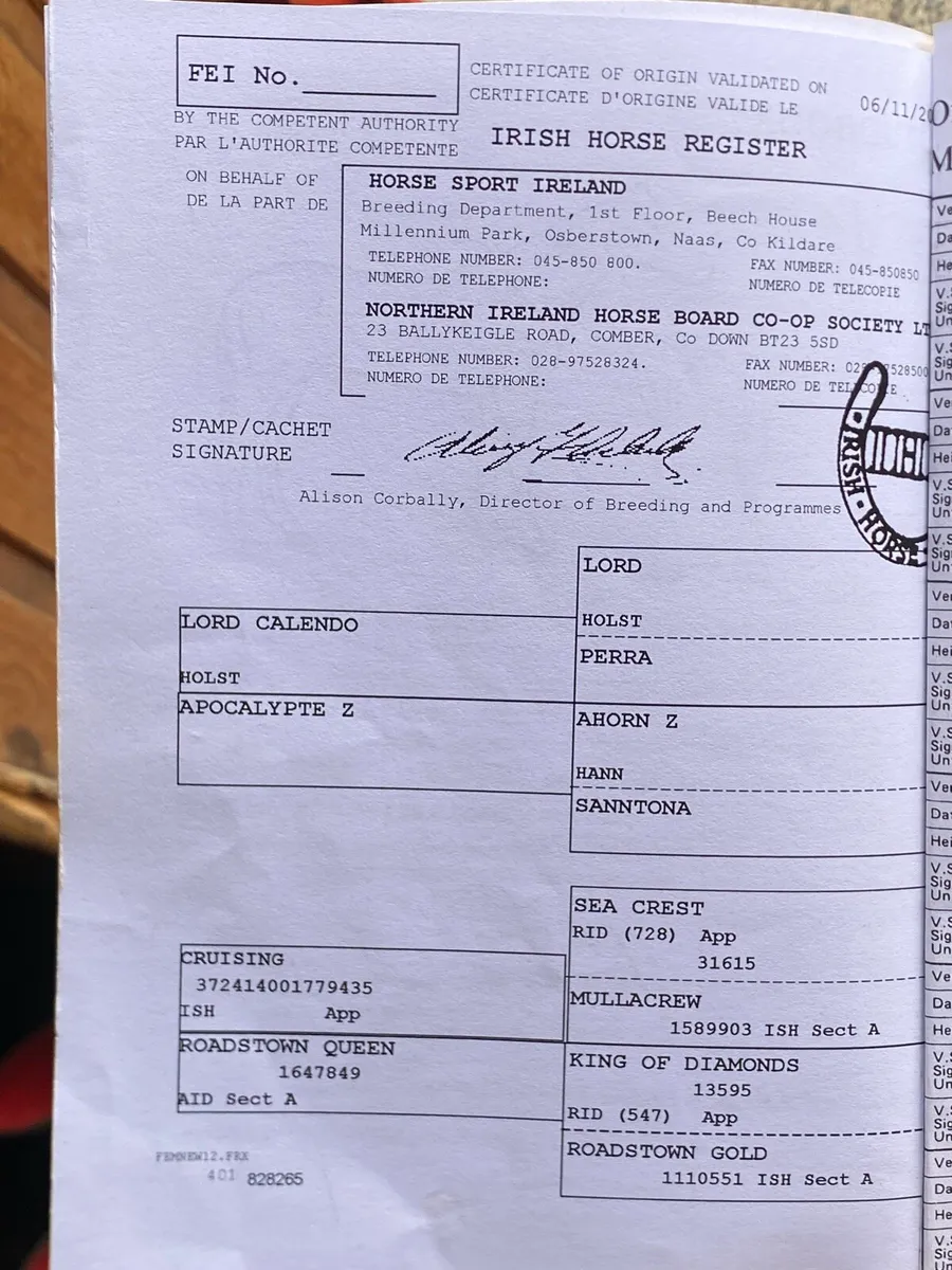Infoal Breeding Mare - Image 3