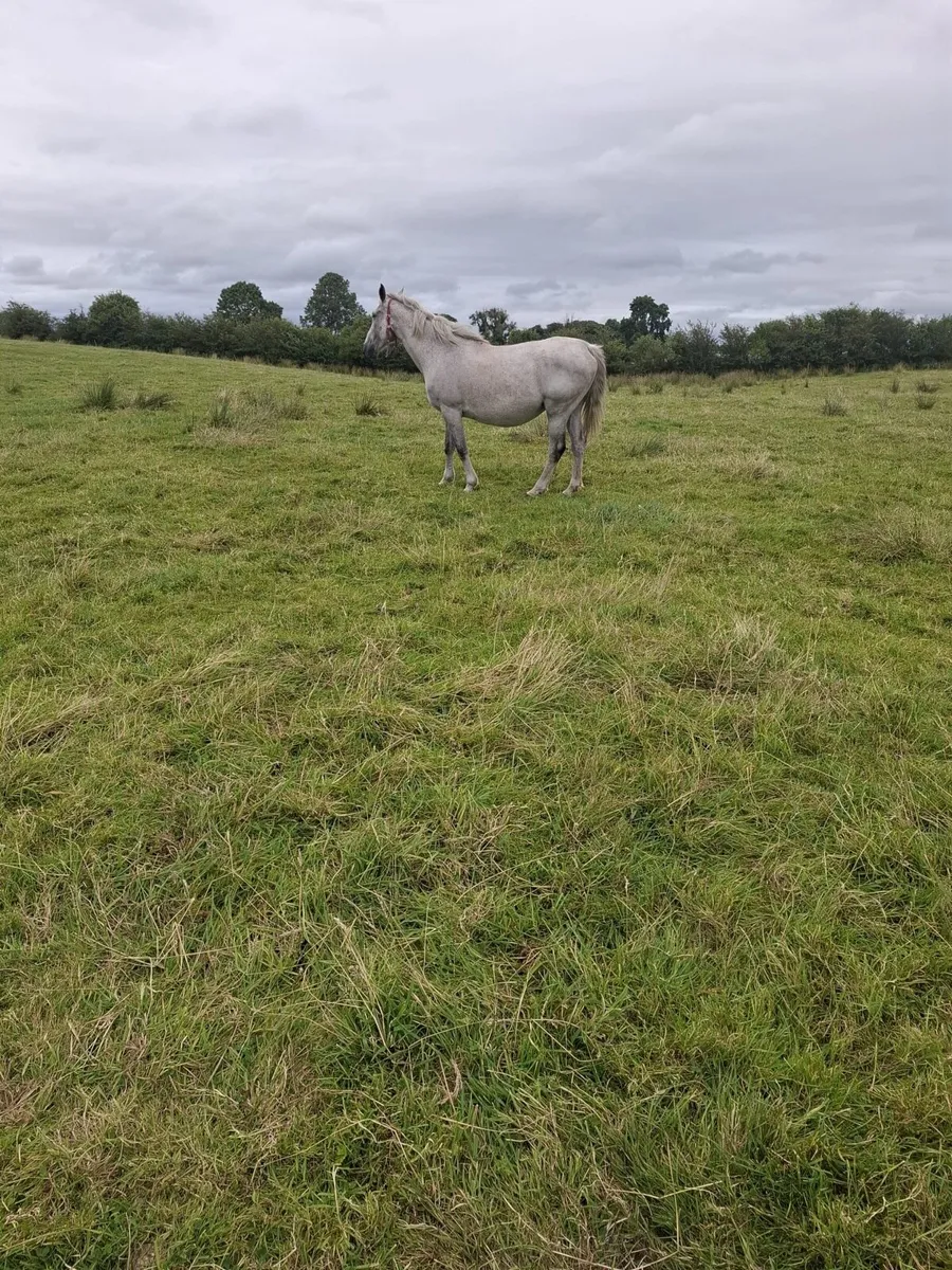 Infoal Breeding Mare - Image 4