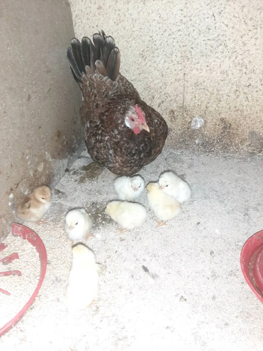 Poultry - Image 1
