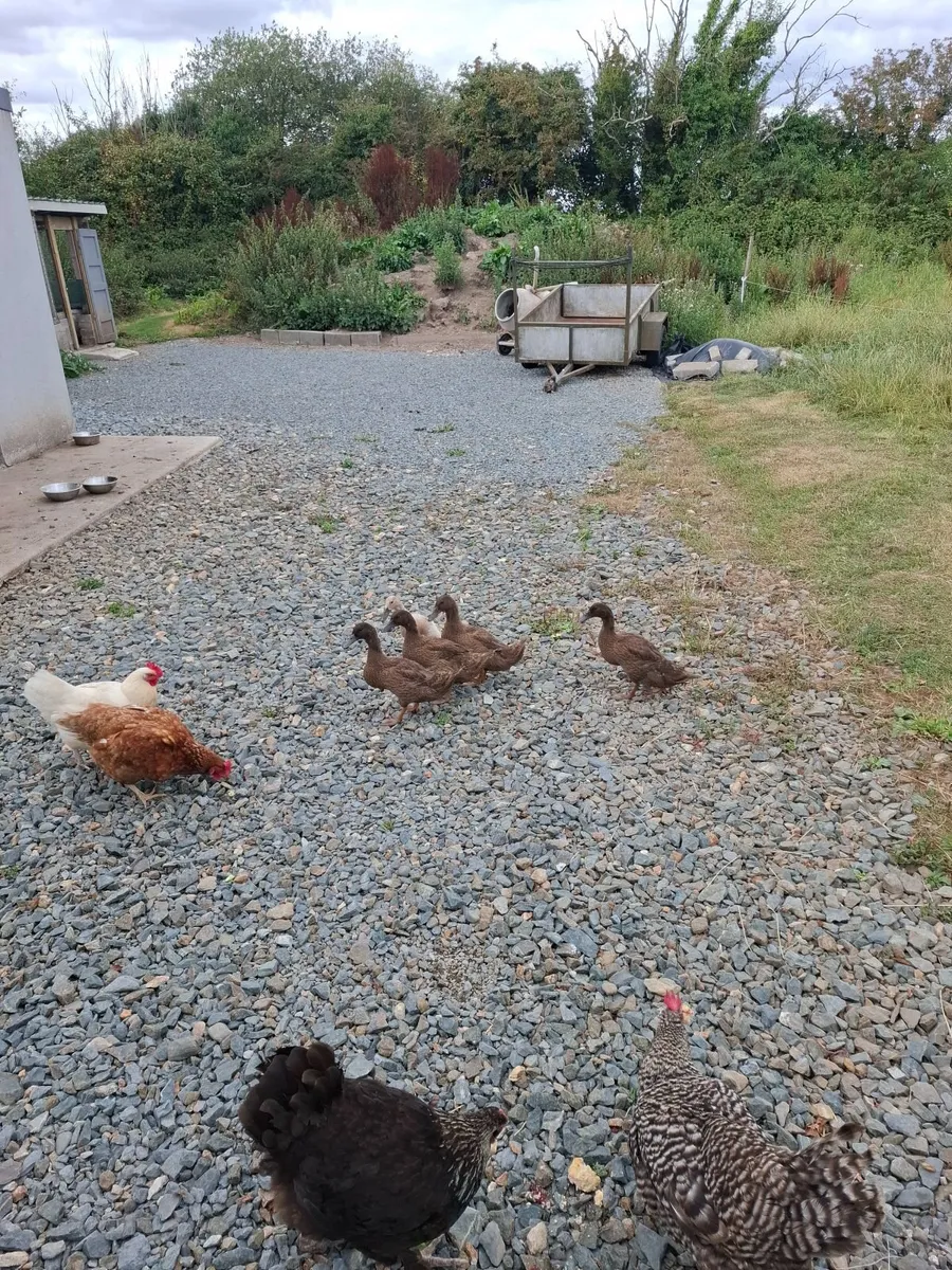 Ducks - Image 3