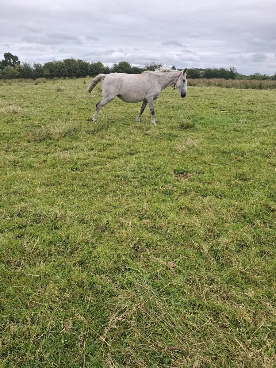 Infoal Breeding Mare - Image 1