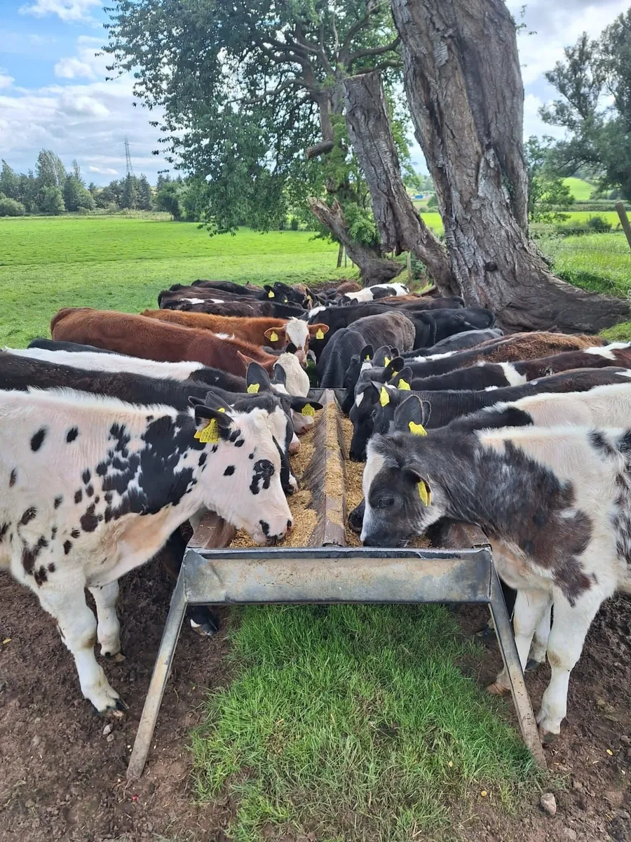 Calf Grass Balancer / Feed / Meal - Image 1