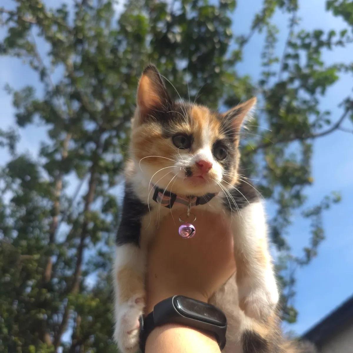 Kittens - Image 2