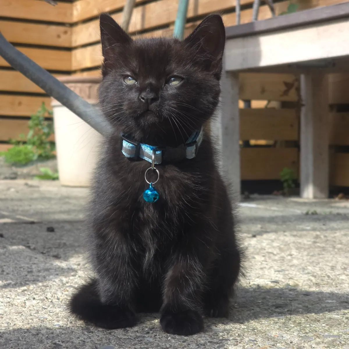 Kittens - Image 1