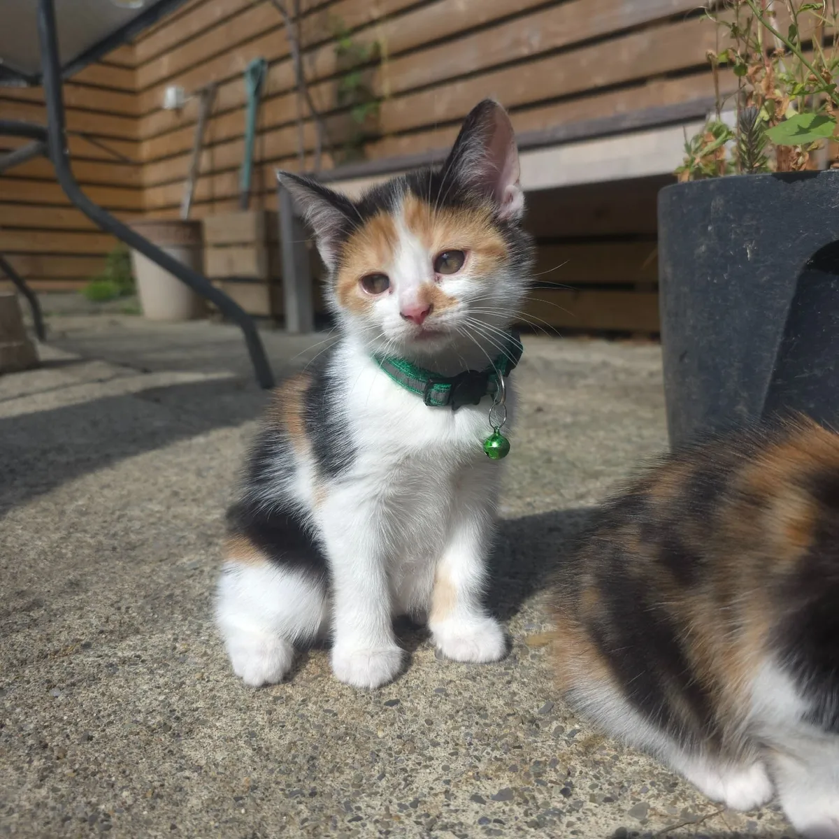 Kittens - Image 3
