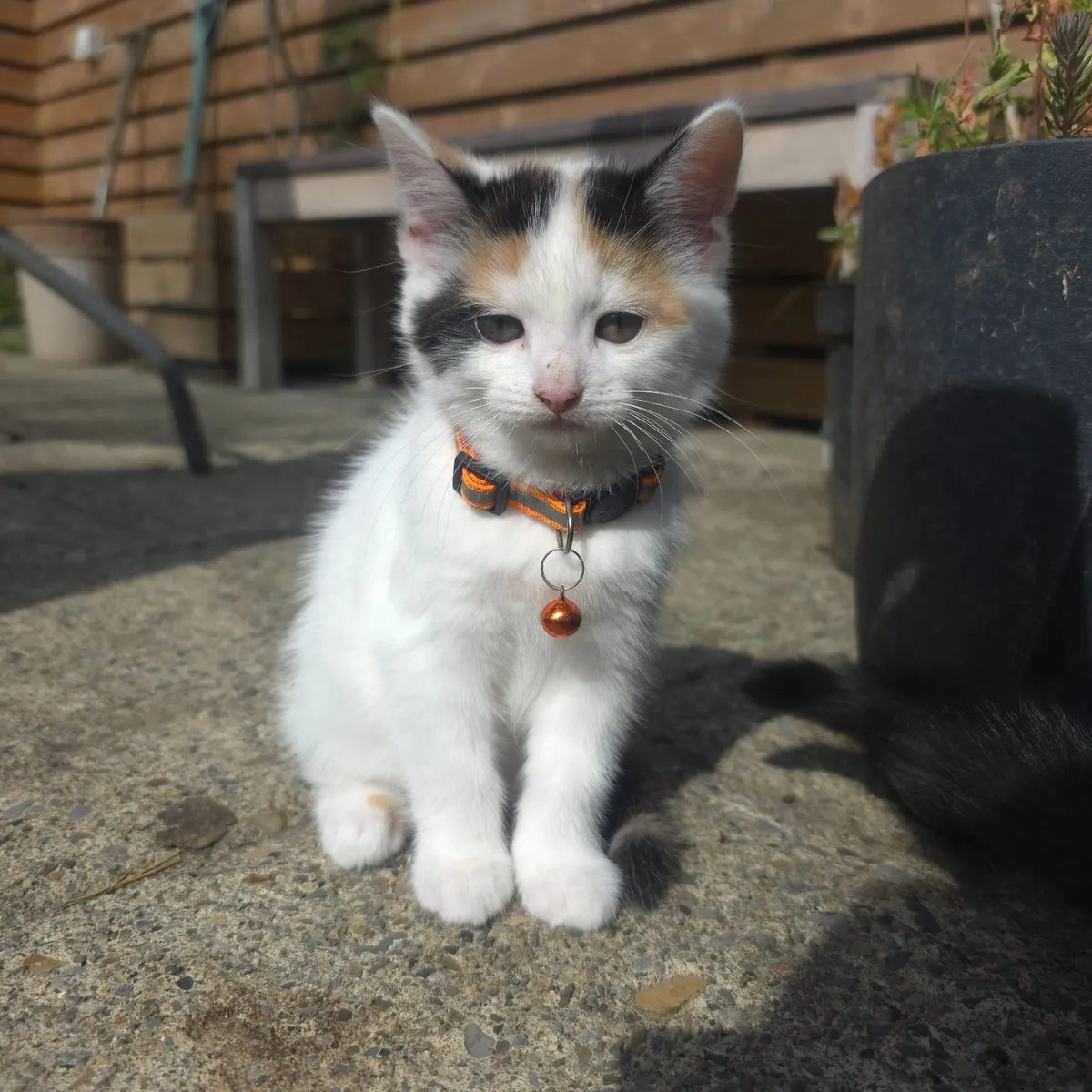 Kittens - Image 4
