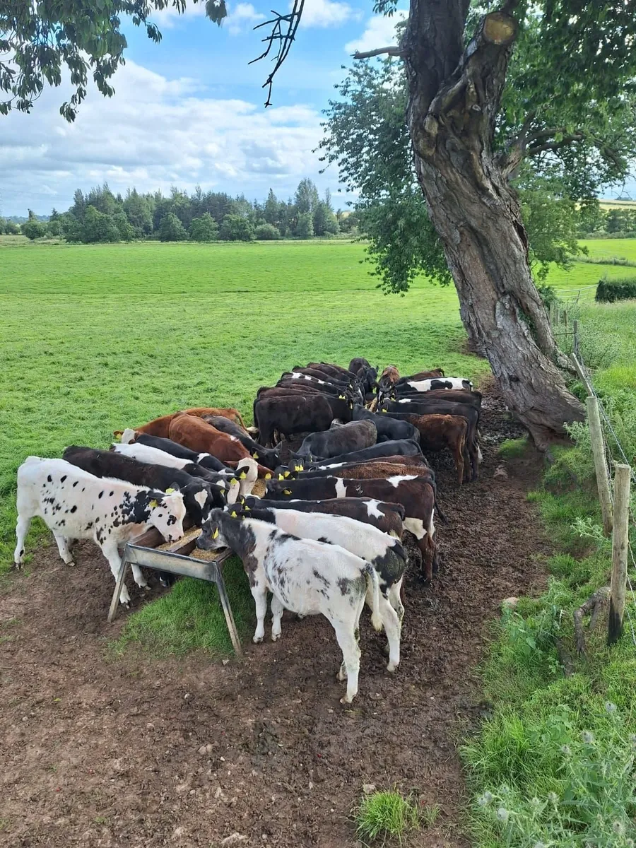 Calf Grass Balancer / Feed / Meal - Image 4