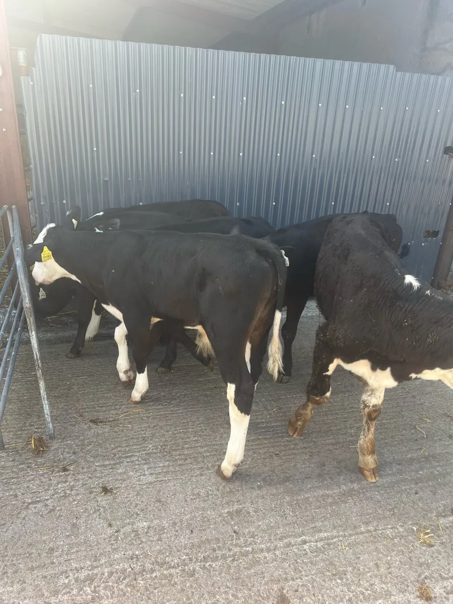 3-4 months old bull runners for sale - Image 3