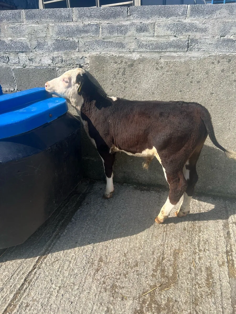 3-4 months old bull runners for sale - Image 4