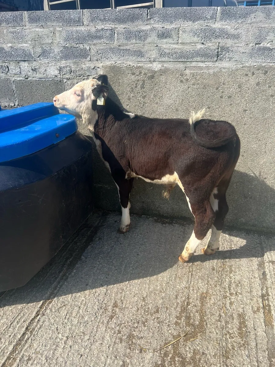 3-4 months old bull runners for sale - Image 1