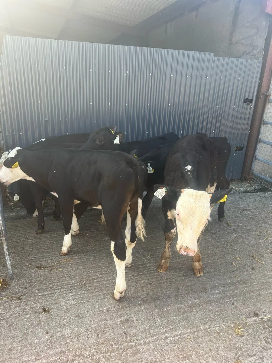 3-4 months old bull runners for sale - Image 2