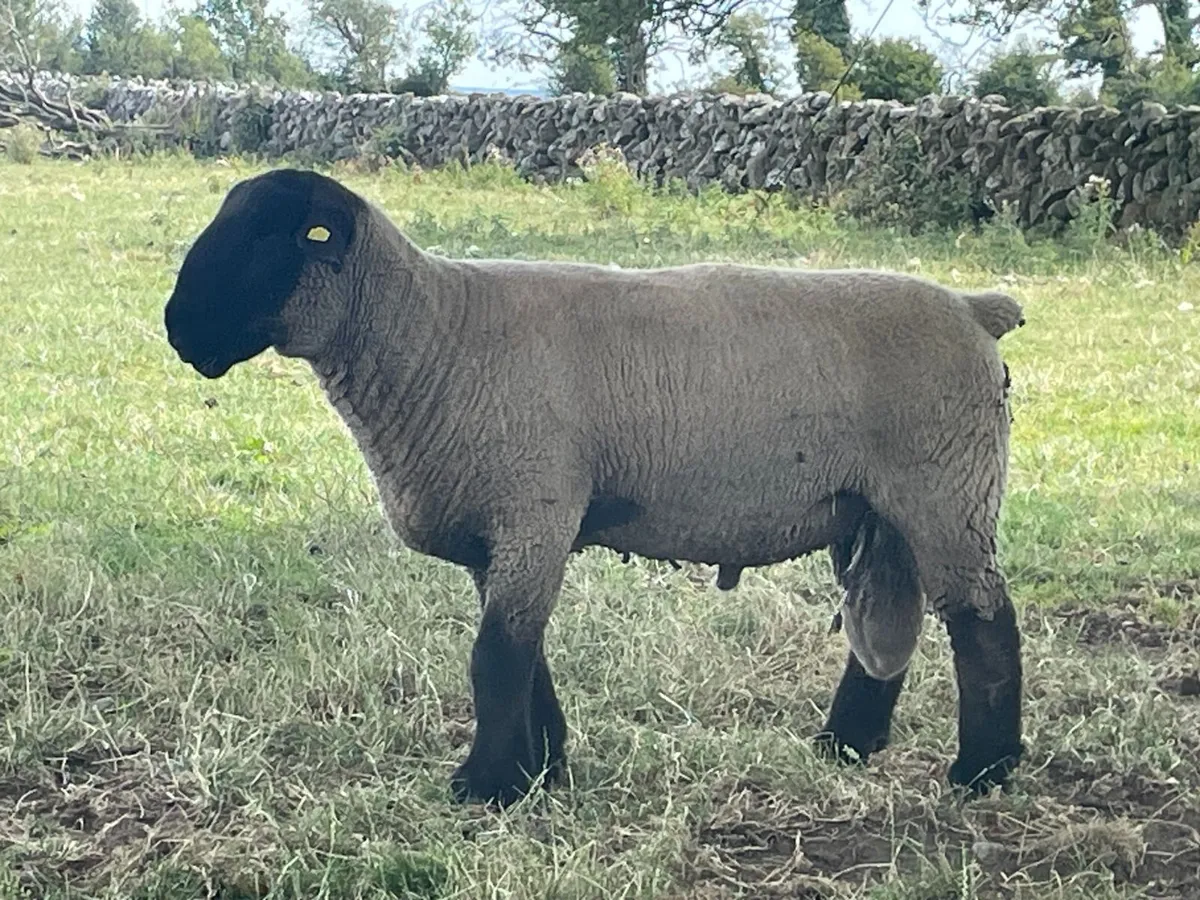 SUFFOLK PEDIGREE REGISTERED HOGGET RAM - Image 2
