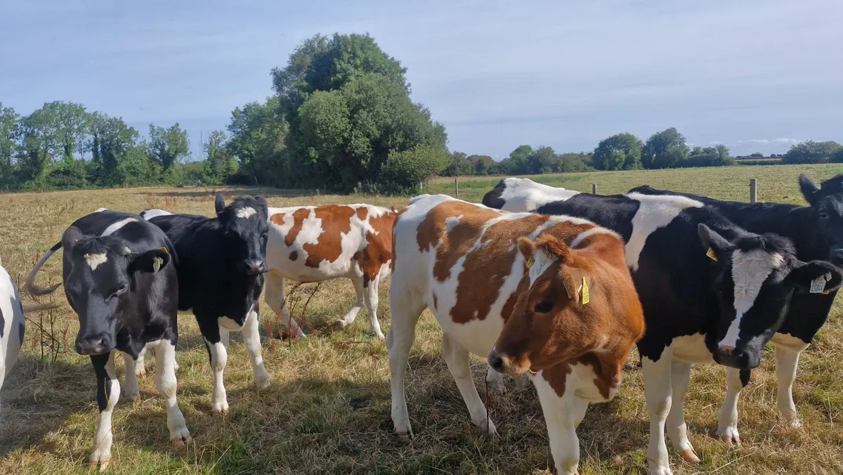 Incalf Heifers - Image 1