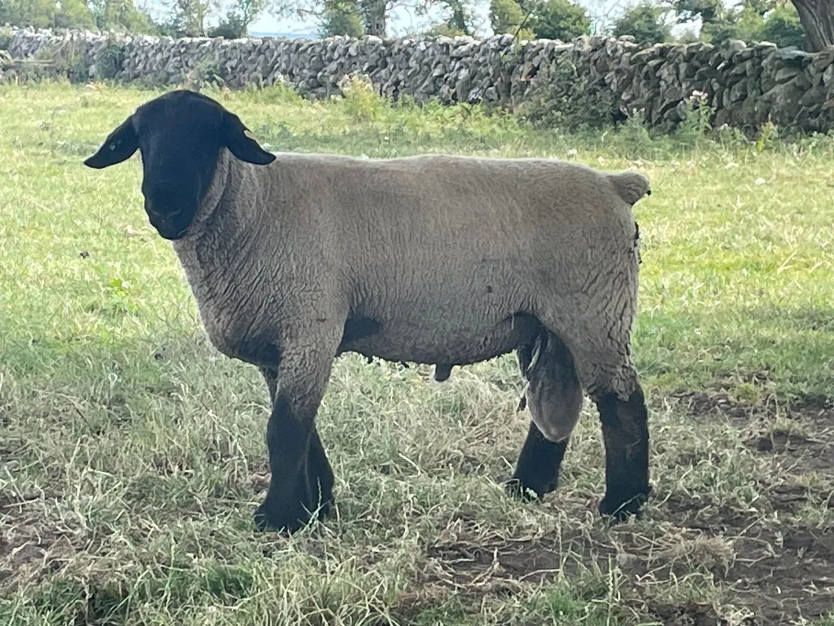 SUFFOLK PEDIGREE REGISTERED HOGGET RAM - Image 1