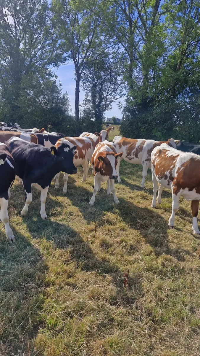 Incalf Heifers - Image 3