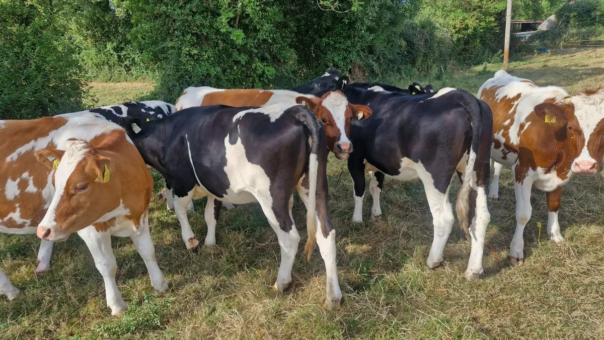 Incalf Heifers - Image 4