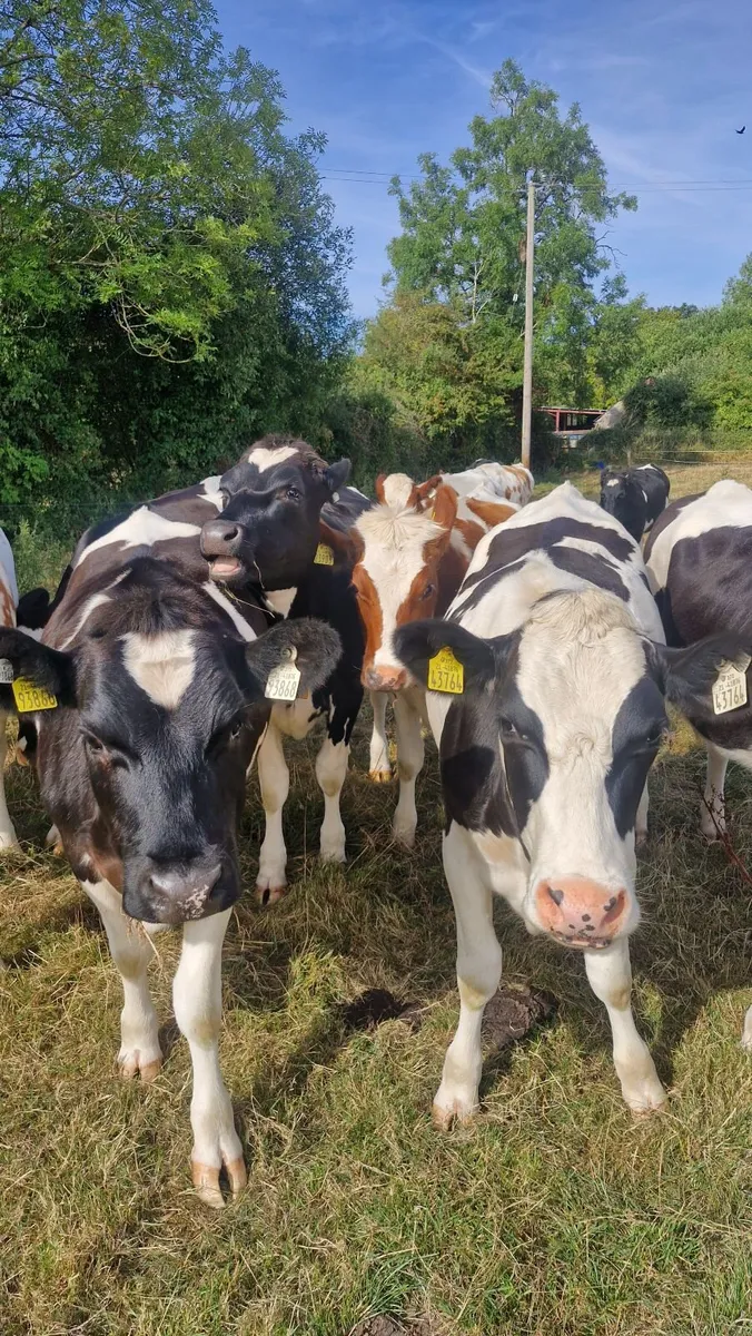 Incalf Heifers - Image 2