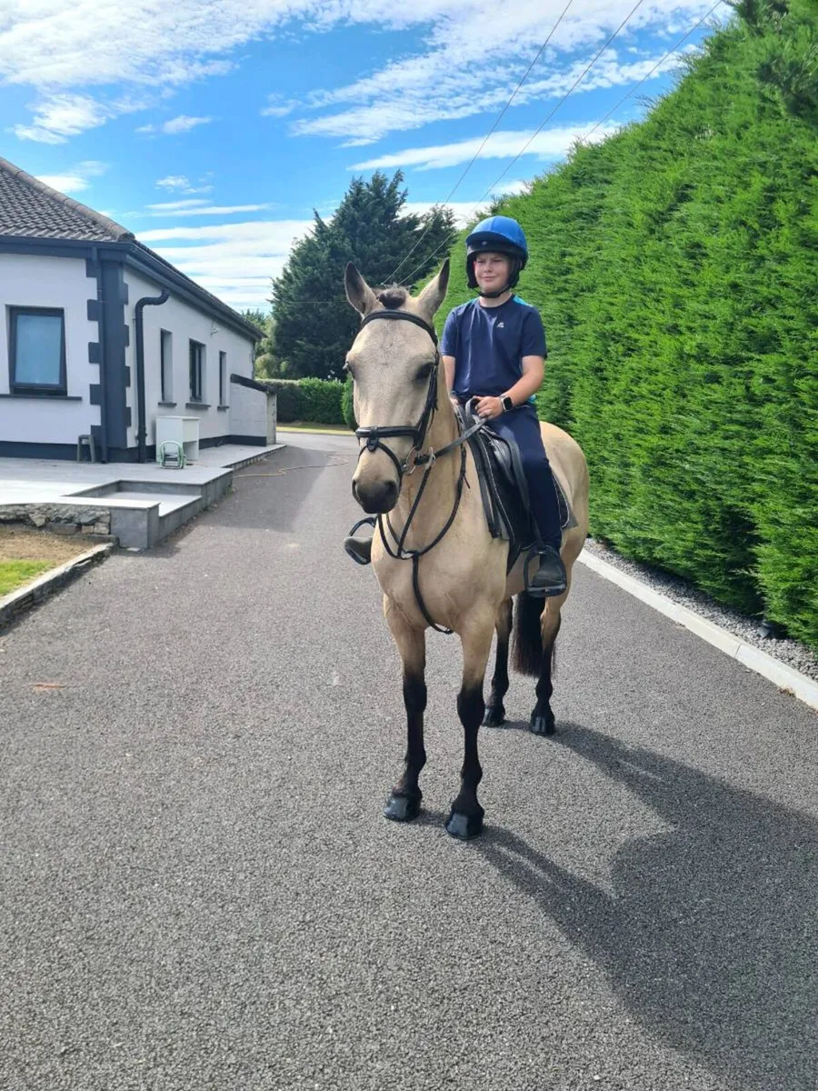 Connemara pony - Image 1