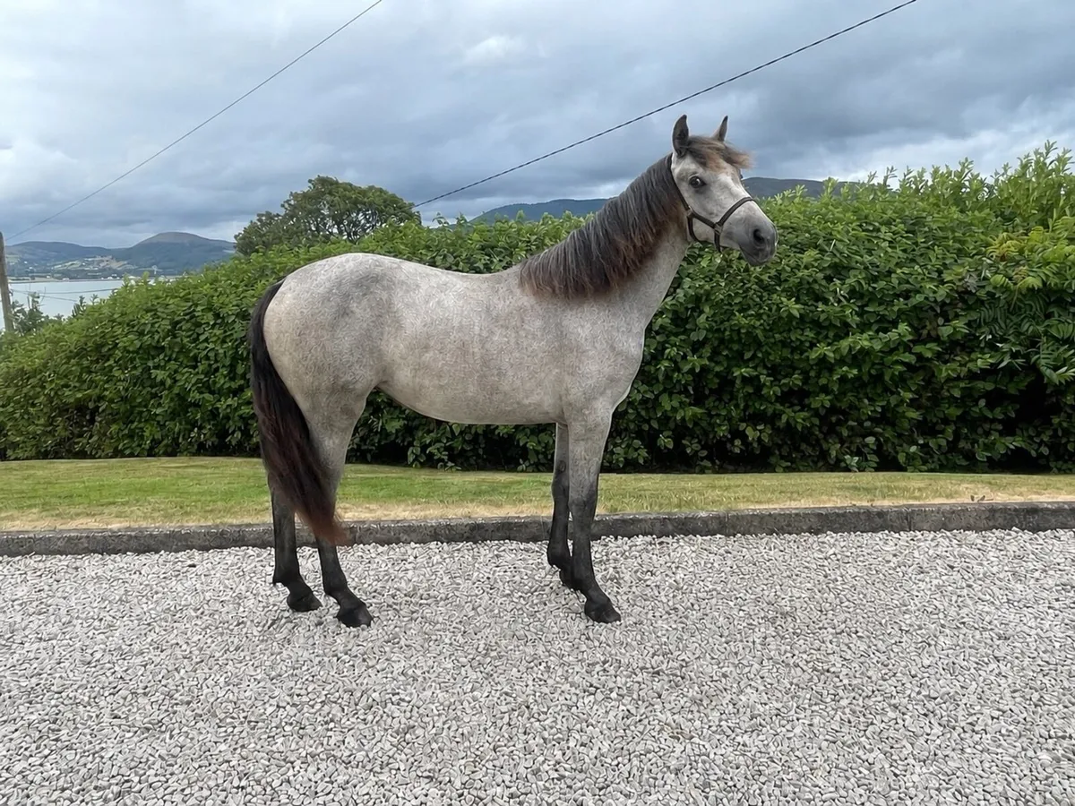 Yearling Connemara - Image 1