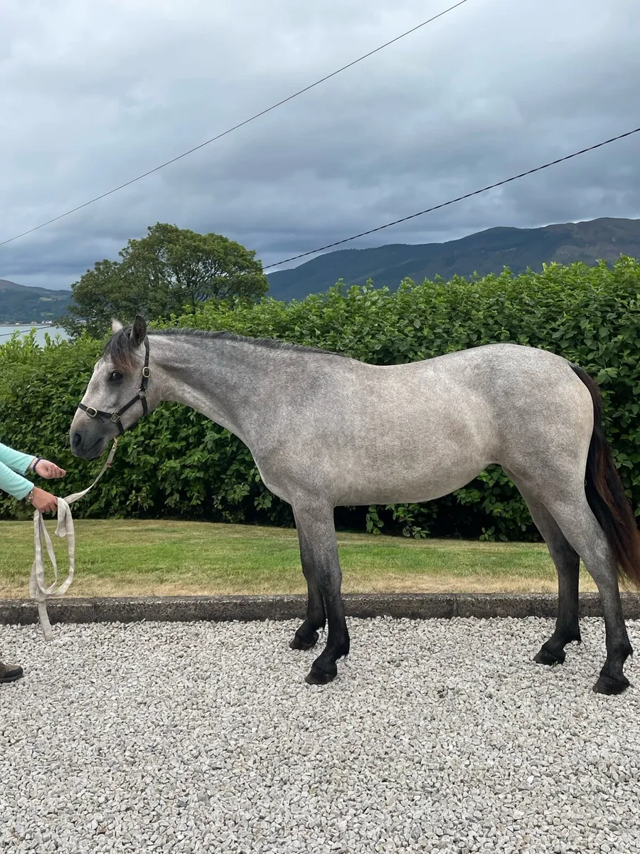 Yearling Connemara - Image 2