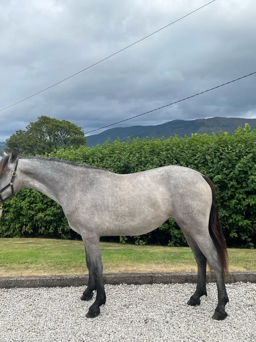 Yearling Connemara - Image 3