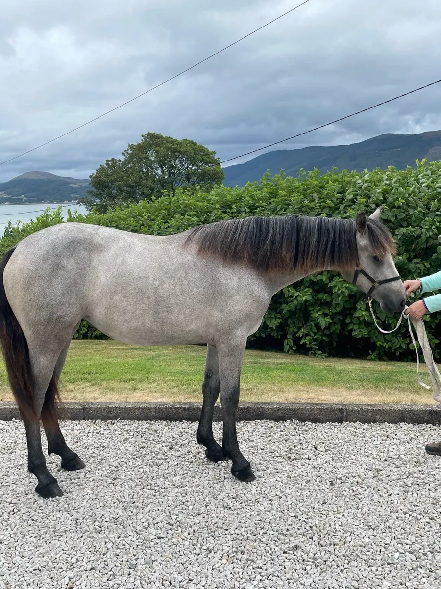 Yearling Connemara - Image 4