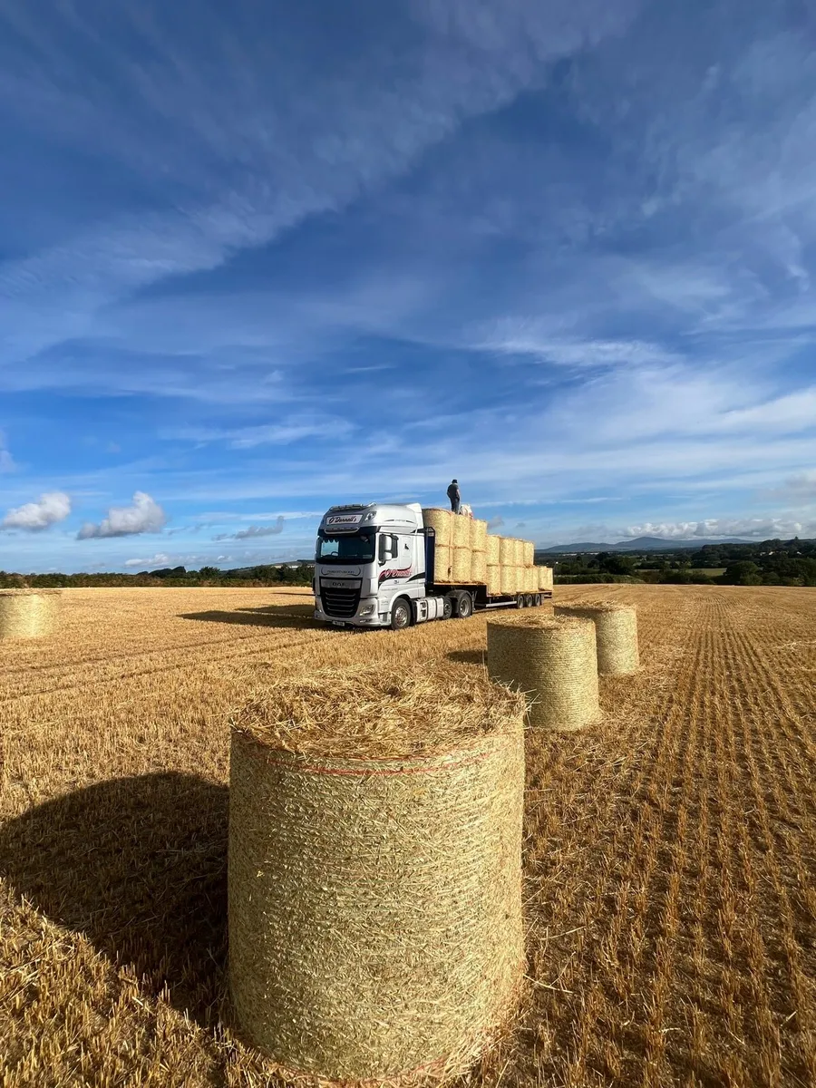 Top quality Barley Straw - Image 1
