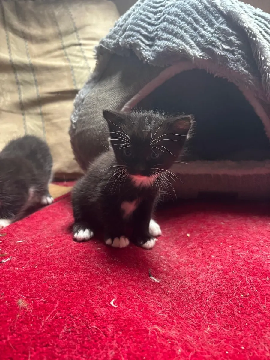 Kittens - Image 3