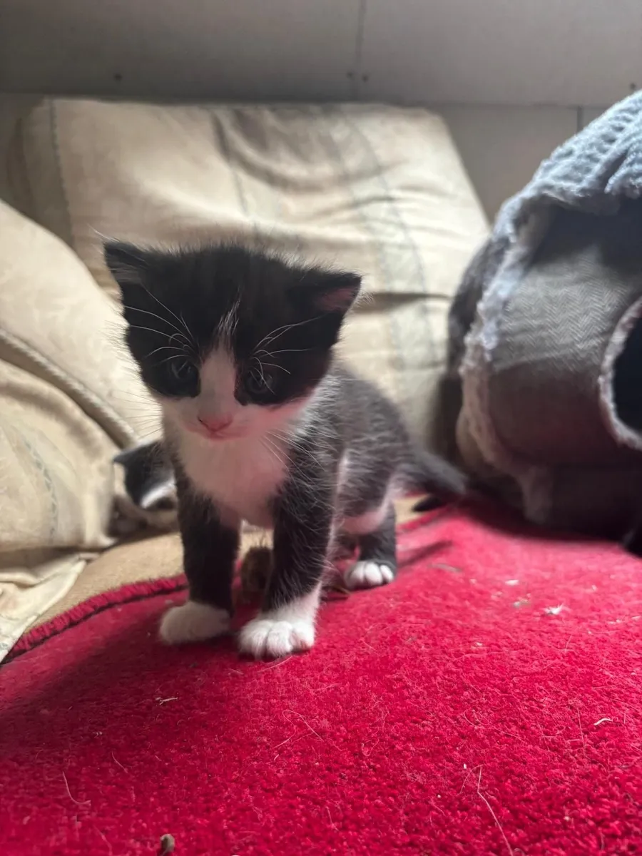 Kittens - Image 4