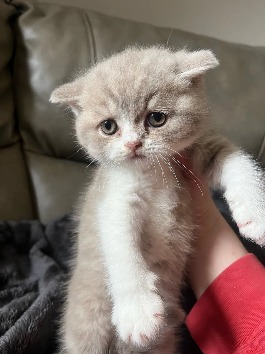 British Shorthair Kittens - Image 2
