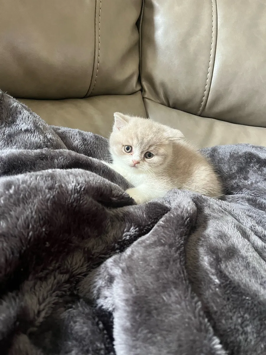 British Shorthair Kittens - Image 3