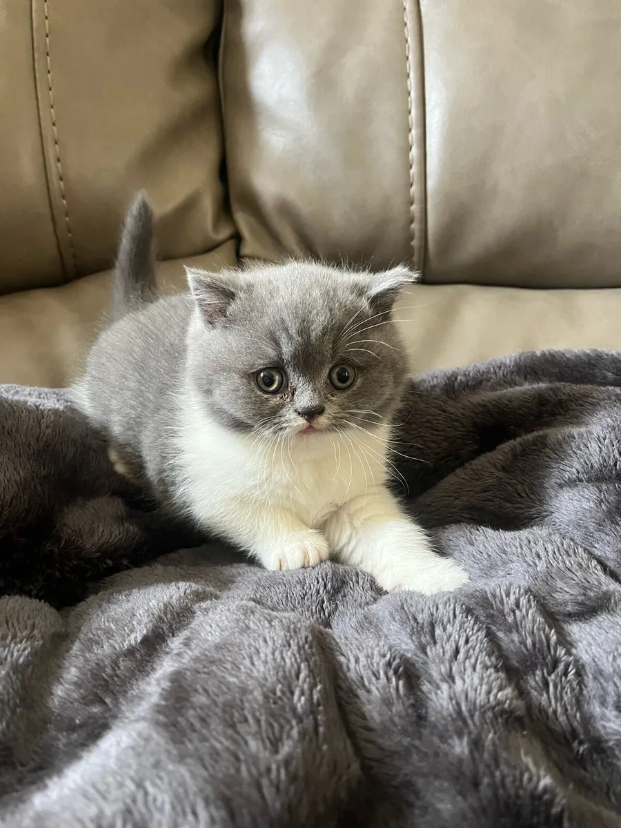 British Shorthair Kittens - Image 4