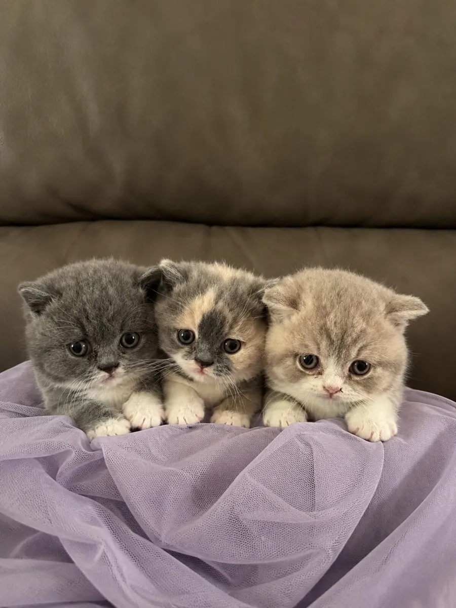British Shorthair Kittens - Image 1