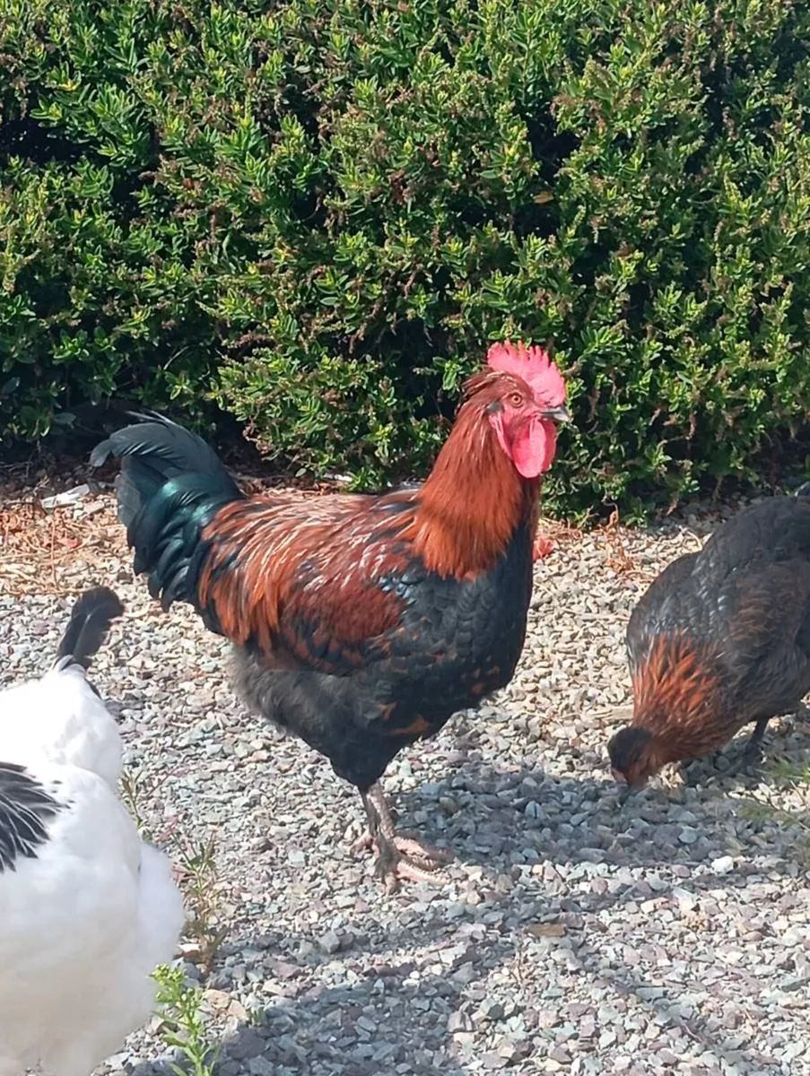 Beautiful purebred Rooster €15 - Image 2