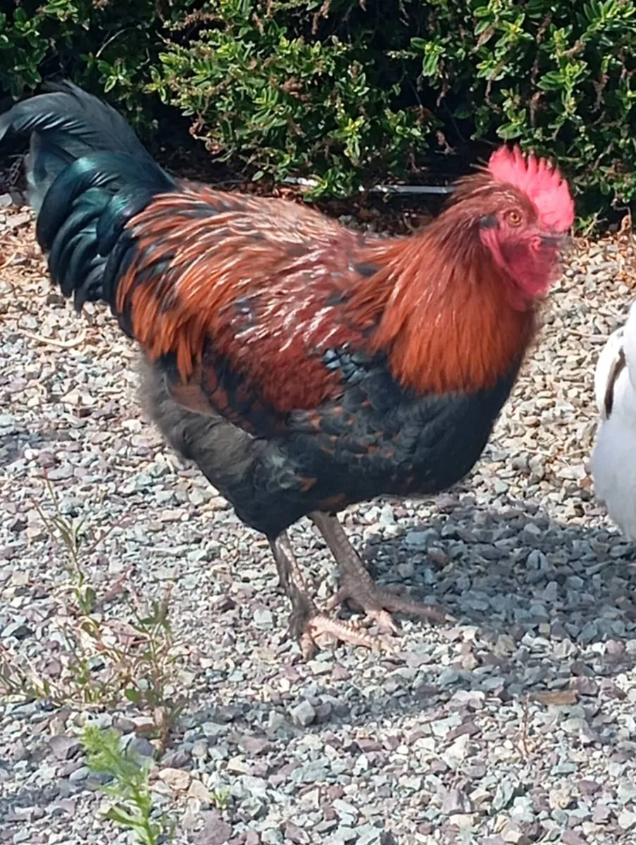 Beautiful purebred Rooster €15 - Image 1